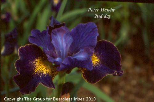 Peter Hewitt 2nd day